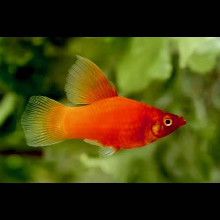 Xiph.maculatus   Platy hoogvin M